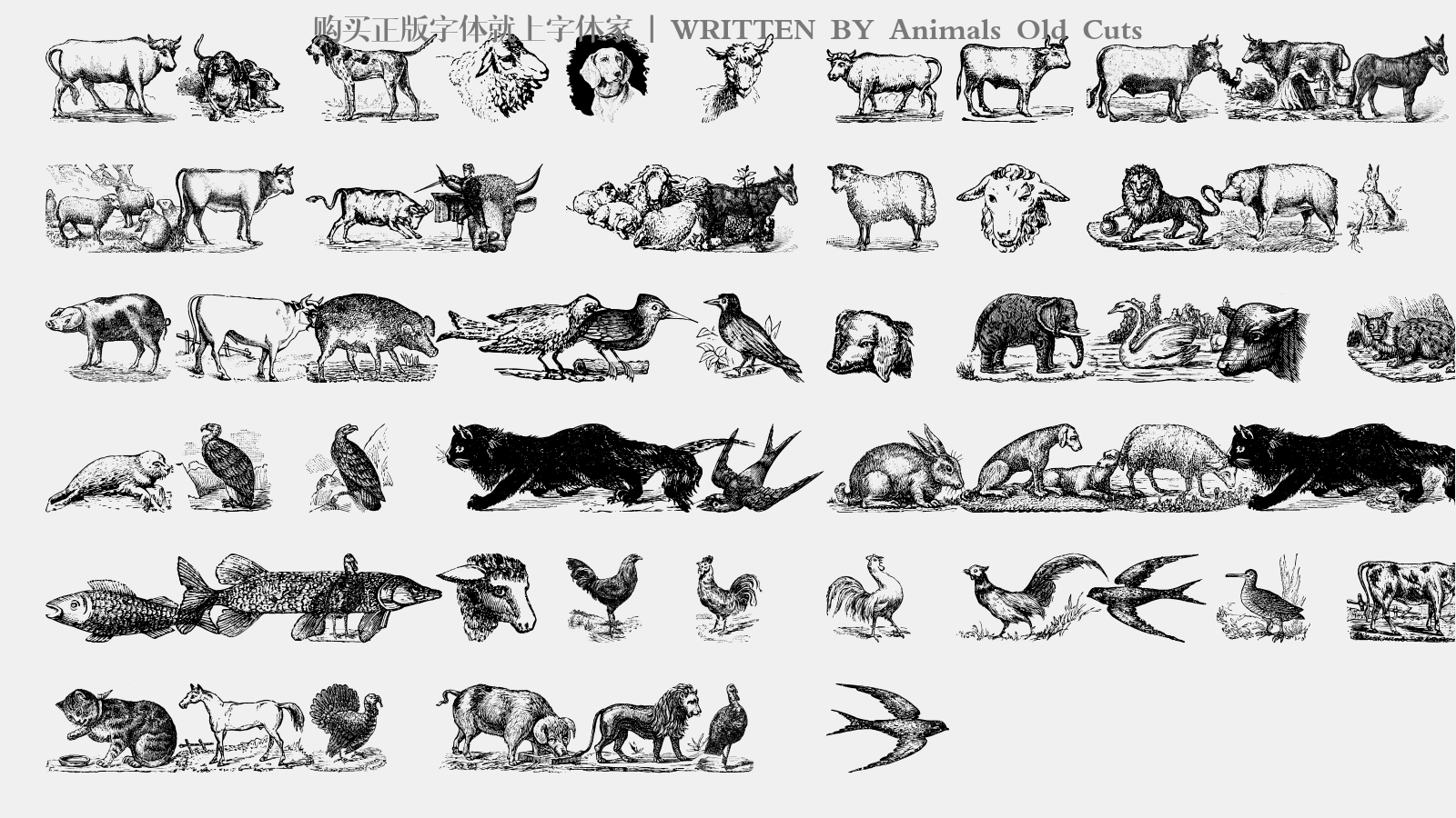 Animals Old Cuts - 大写字母/小写字母/数字