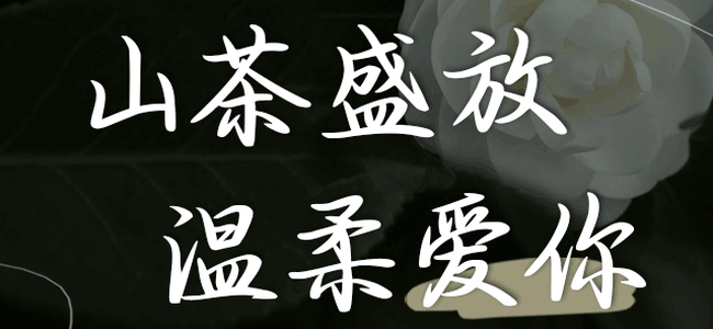 Aa山茶盛放溫柔愛你